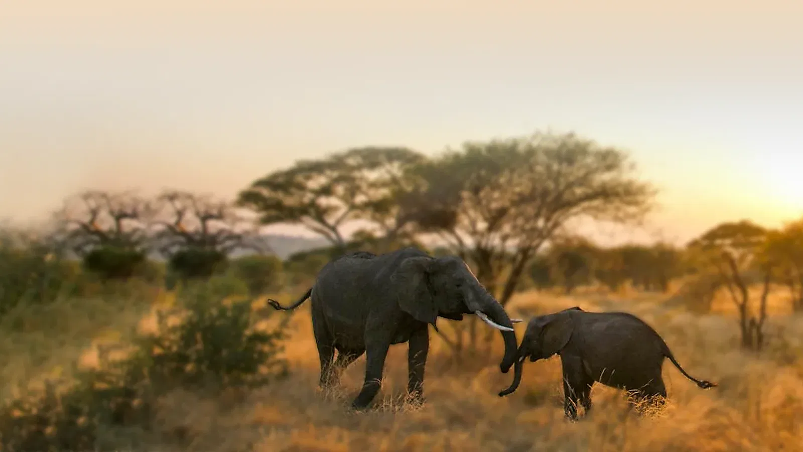 Tanzania Safari 2026 to 2027: Family Travel Guide