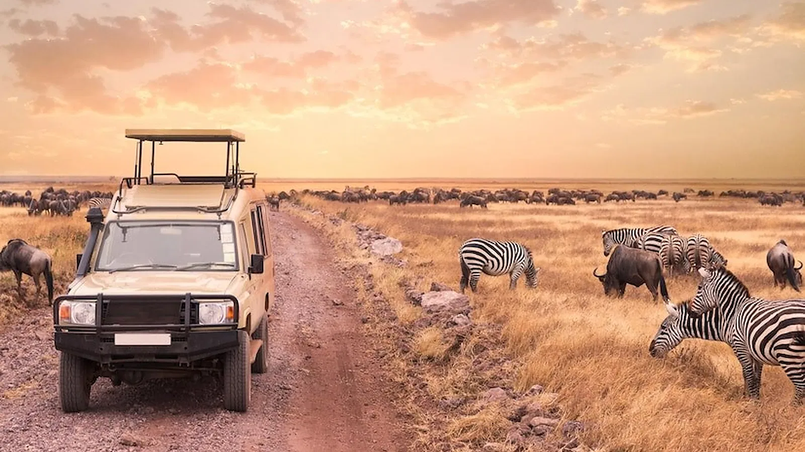 Tanzania Safari 2026 to 2027: First Time Visitor Guide