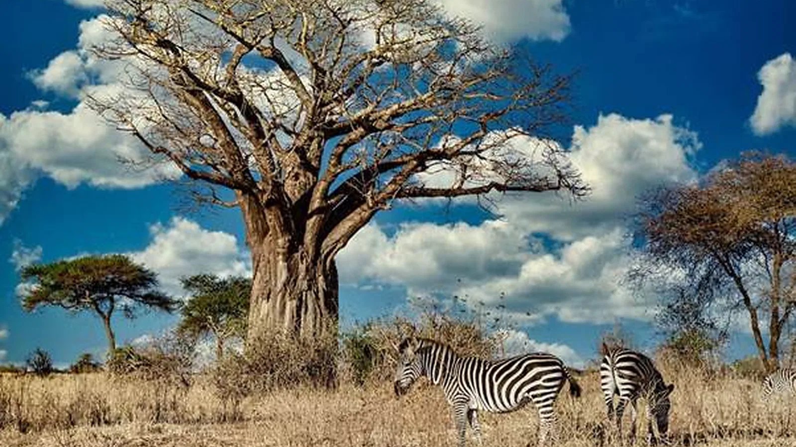 Tanzania Safari 2026 to 2027: Planning Guide