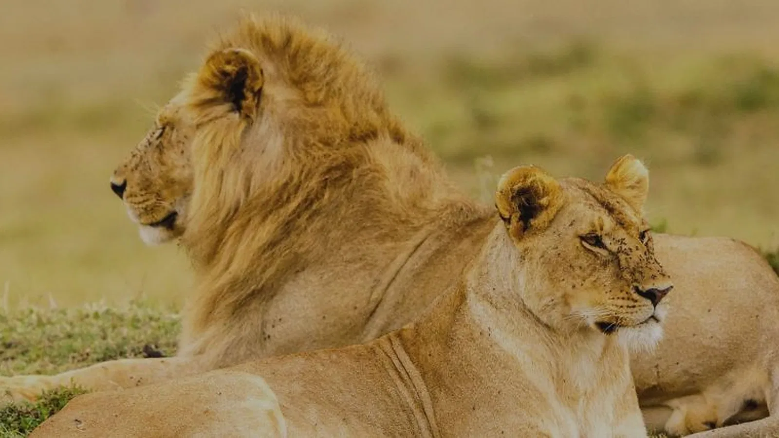 Tanzania Safari 2026 to 2027: Practical Booking Guide