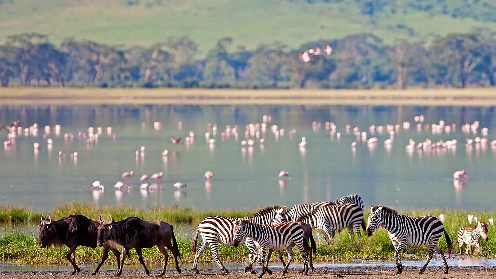 Tanzania Wildlife Safari Packages 2026 to 2027: Affordable Midrange and Luxury Options