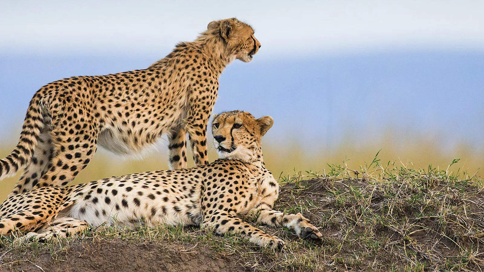 Tarangire Safari 2026 to 2027: Best Value Guide