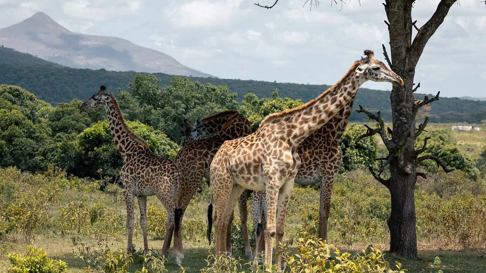 Tarangire Safari 2026 to 2027: Cost and Value Guide