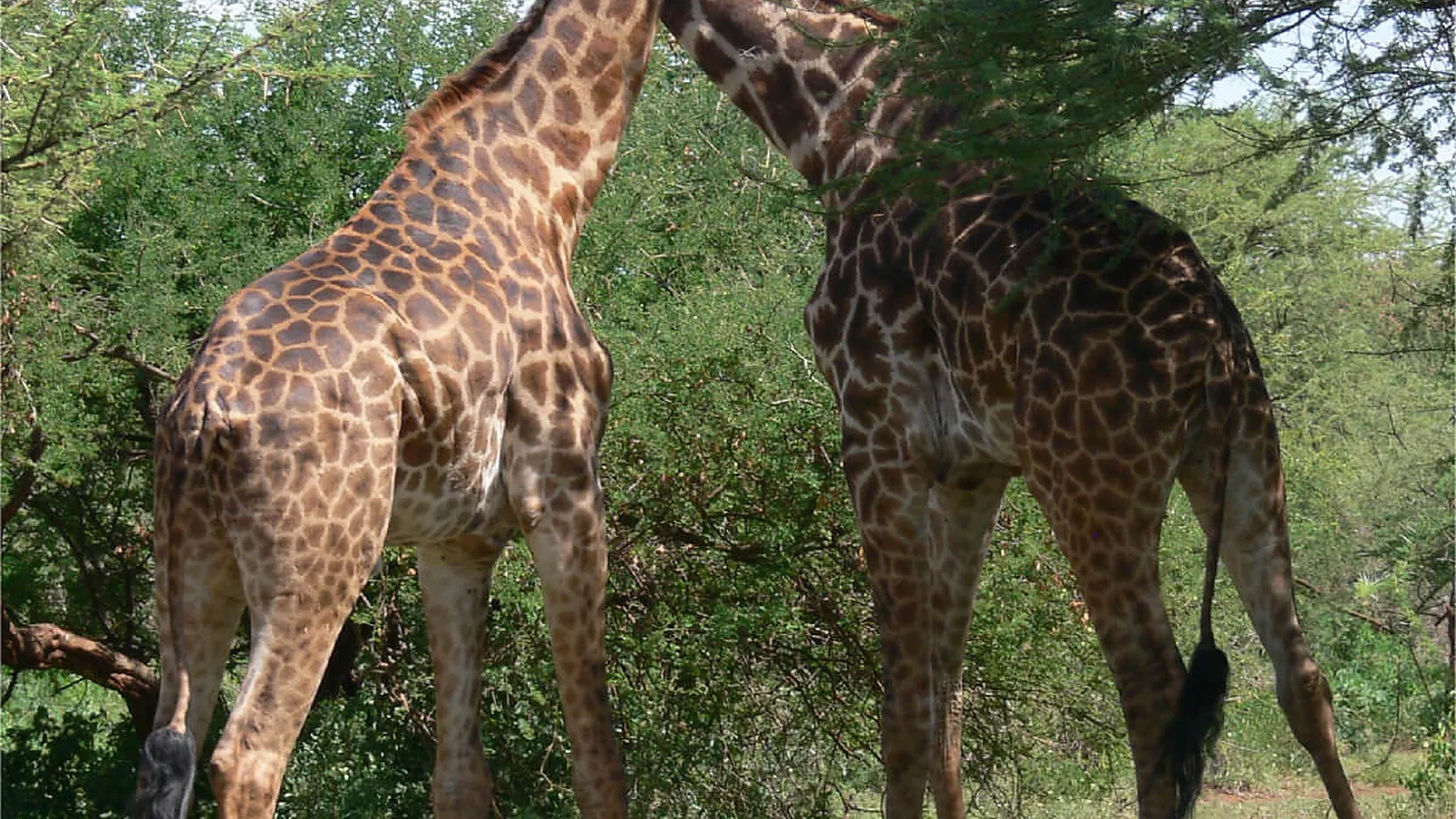 Tarangire Safari 2026 to 2027: Local Expert Guide