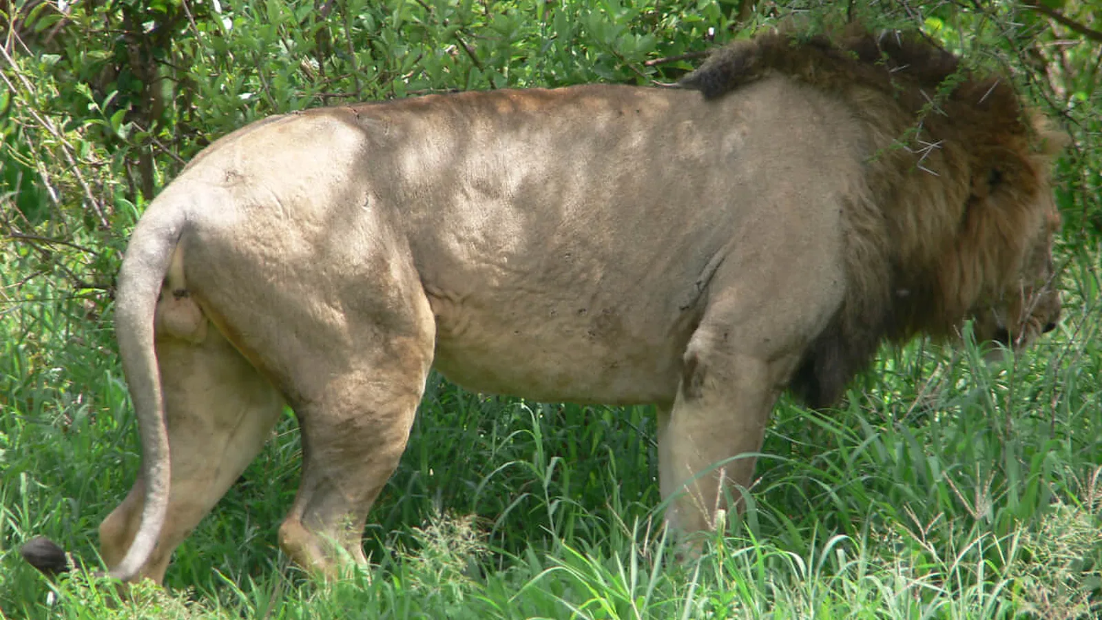 Tarangire Safari 2026 to 2027: Practical Booking Guide