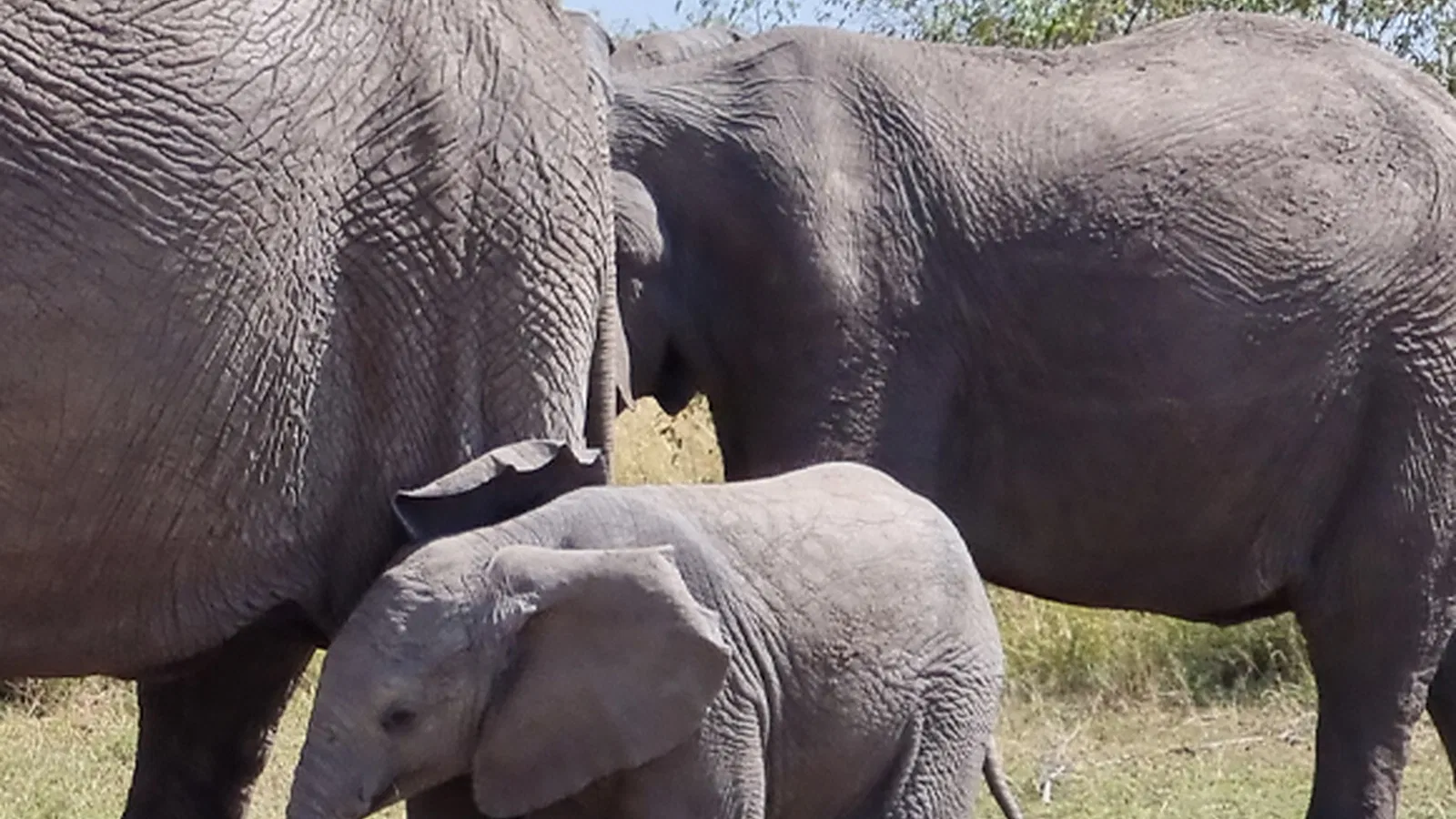 Tarangire Safari 2026 to 2027: Private Trip Guide