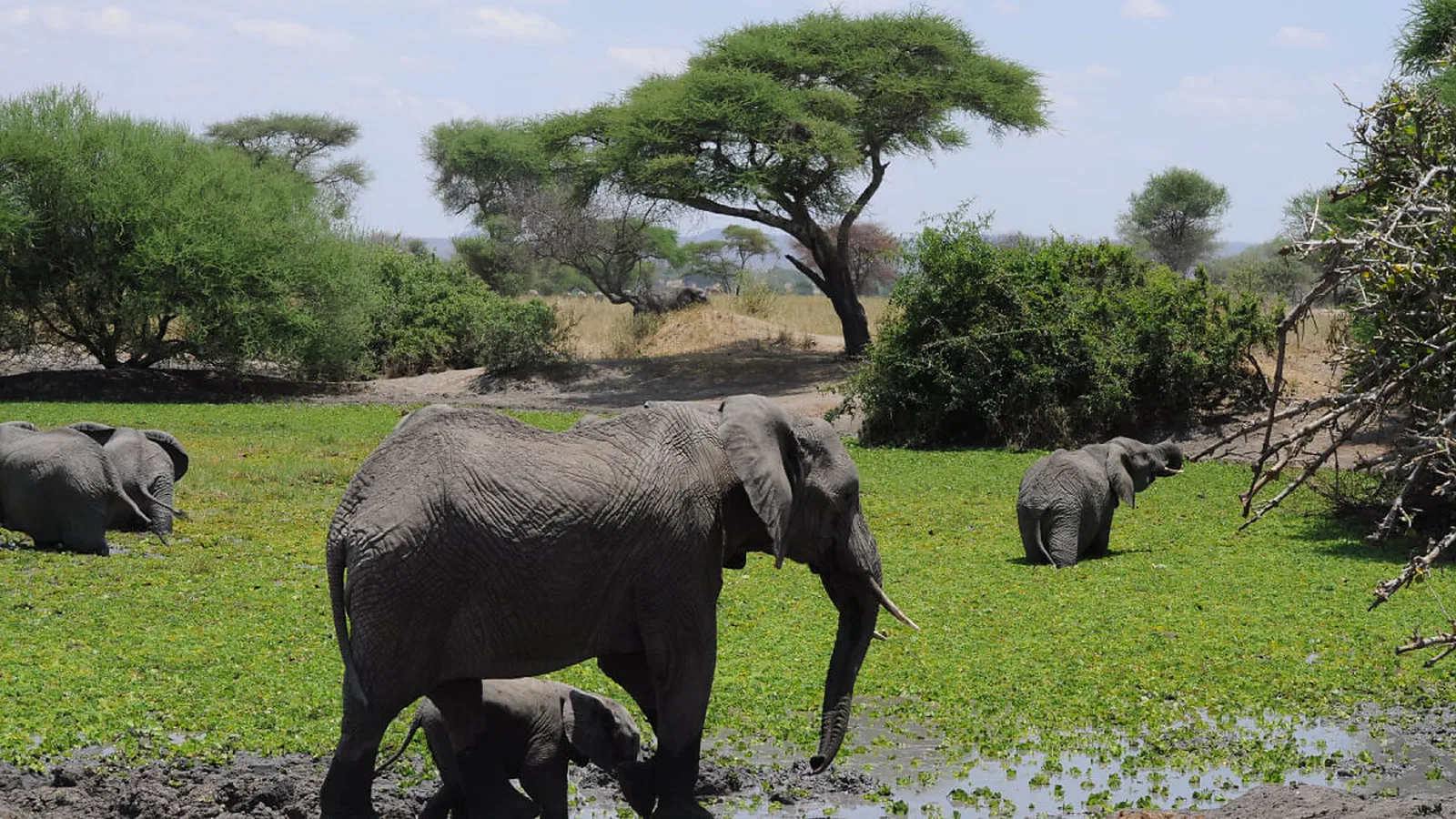 Tarangire Safari Guide 2026 to 2027: Elephants Baobabs and Dry Season Wildlife